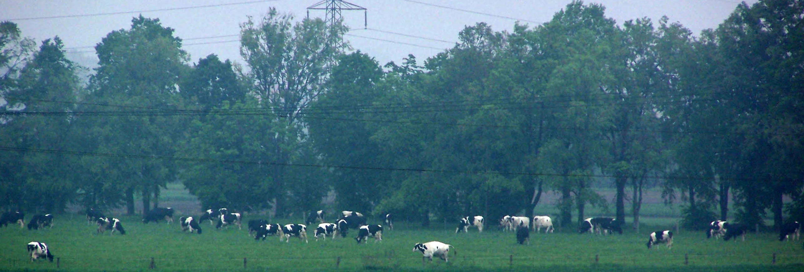 stado krów mlecznych na pastwisku (337070) bytes.jpg