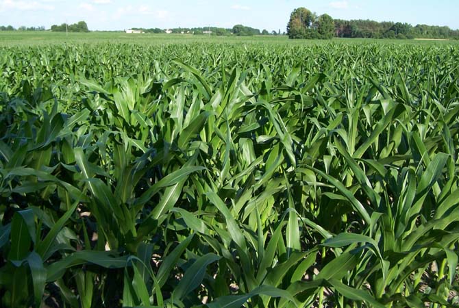 plantacja kukurydzy (100271) bytes.jpg